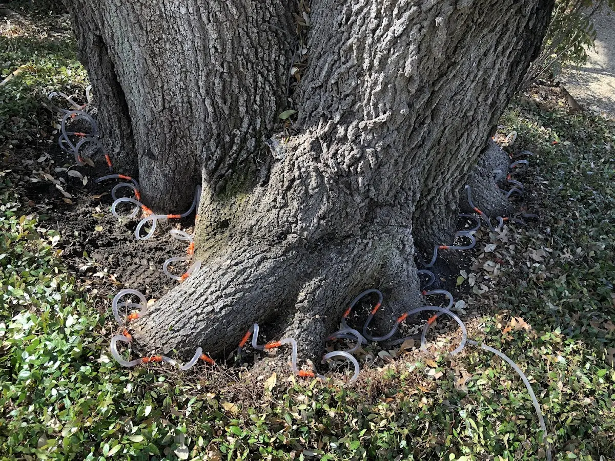 Detailed Tree Cabling and Bracing job site in Anadarko
